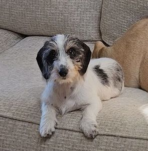 Meet your Posher, Rhonda